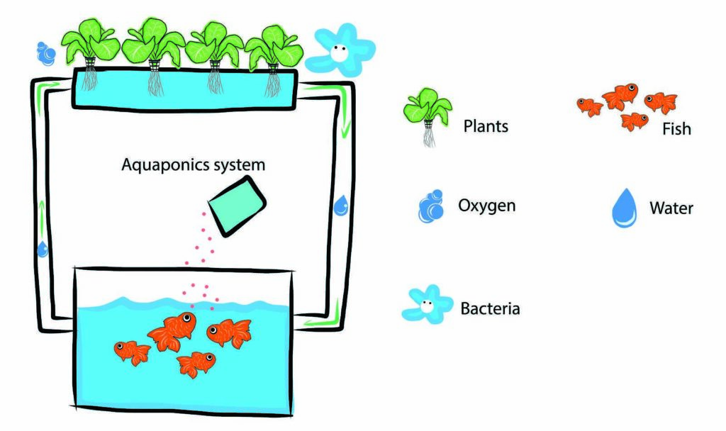 how to start an aquaponics system - aquaponics.info